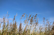 High dry reeds against the blue sky. Background.