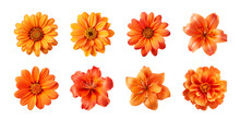 Collection Of Various Orange Flowers Isolated On A Transparent Background