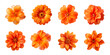 Leinwandbild Motiv Collection of various orange flowers isolated on a transparent background