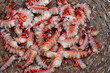 Close-up view of fresh red Tiger shrimp or Bagda Chingri piled in a bamboo basket.