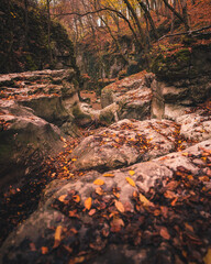 Wall Mural - Nice autumnal scene in the forest