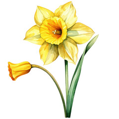 Canvas Print - daffodil