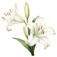 Wall Mural - lily