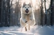 husky dog running in winter forest on snow