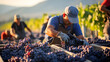 male farm worker picks bunches grape from vine carefully attentively stack in a box. Winemaker smiles contentedly, the harvest has grown well. Background rows of vineyard.