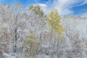 Wall Mural - Autumn landscape of snow flocked forest, Yankee Springs State Park, Michigan, USA