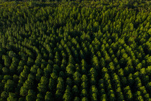 Aerial Image Of A Pine Tree Plantation Forest