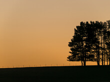 Late Evening Orange Sky With Silhouetted Fence And Pine Trees