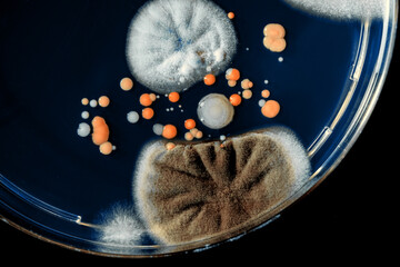 Poster -  colonies of bacteria and microorganisms on the surface of agar and wind during microbiological analysis in a scientific laboratory