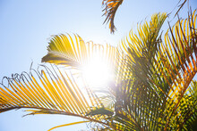Palm Tree Leaves Against A Sunny Blue Sky