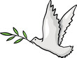 pigeon olive leaf freedom bird