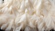 Intricate digital art detailed white feather texture background, showcasing large bird plumage
