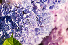 Blue And Pink Hydrangea Flowers, Close-up, Flooded With Sunlight. Floral Background.