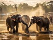 Elephants - Nepal