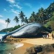 Mirissa is place which has the biggest blue whale
