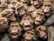 Team Monkey - Different Facial Expressions - of Rhesus Macaque - Macaca Mulatta