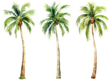 Image Of Three Palm Trees On A White Background, Watercolor
