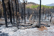 Results of a forest fire
