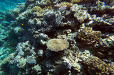Fototapeta Do akwarium - A landscape of coral reef