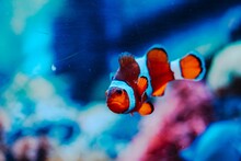 Ocellaris Clownfish Swimming In An Aquarium