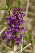 Vertical closeup on a the early purple flowering spring orchid, Orchis mascula, in the field