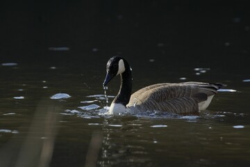 Poster - Idyllic scene of a duck floating on a tranquil body of water