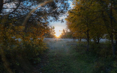 Wall Mural - nature background with direct morning sun and lens flares. frost morning