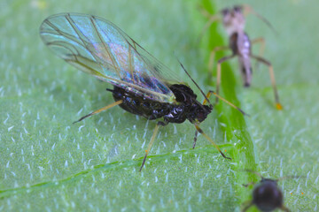 Poster - Black bean aphids (Aphis fabae) on a broad bean stem