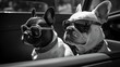 Adorable french bulldog wearing sunglasses sitting in the back seat of a car