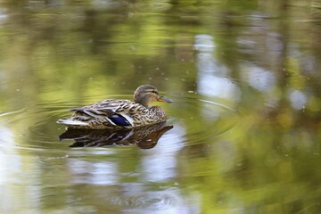 Poster - Solitary duck peacefully floating in a tranquil body of water