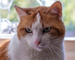 Close up portrait of an orange and white domestic cat