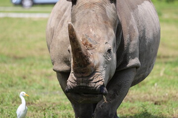 Wall Mural - rhinoceros