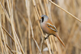 Fototapeta Zwierzęta - Bird Bearded Reedling Panurus biarmicus Poland Europe, a bird living in reeds on the edges of rivers, ponds, lakes