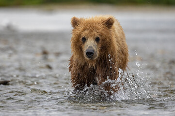 Poster - Brown Bear Fishing for Salmon in Katmai, Alaksa