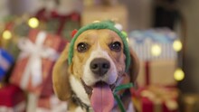 Portrait Of Beagle Dog Sitting On Living Room At Home In Christmas Party Day. Party And Holiday Concept.