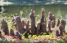 Bald Cypress Knee Structures Protruding From The Edge Of A Freshwater Lake In Houston, TX. They Are Woody Growths Above The Tree Roots With Unknown Function.