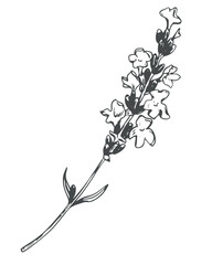 Wall Mural - Lavender flower. Vector sketch, ink drawing, imitation engraving. Wildflower for wrapper, frame or border design. Logo in Provence style.