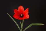 Fototapeta Maki - Bright red tulip flower  isolated on black background.