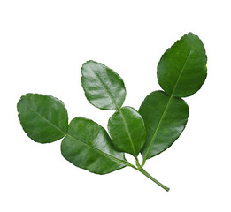 Canvas Print - Leaf of bergamot (kaffir lime) isolated on transparent.