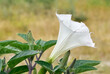 white flowering plants growing in rural areas