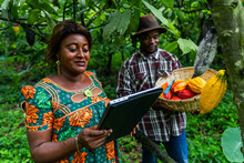 Field Quality Control By Using The Tablet And The Picker Holds The Basket Of Cocoa Pods By Hand