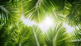 Fototapeta Krajobraz -  tropical palm leaf background, coconut palm trees perspective view