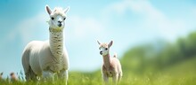 On A Sunny Summer Day A Mother And Her Child Are Standing Alongside A Young White Llama On A Vibrant Green Field