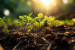 Seedlings reach for the morning sunlight, emerging from nutrient-rich soil. This represents a commitment to ecological growth and a bright future. Generative Ai.