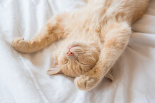 Ginger Cat Sleeps On His Back On A Soft White Blanket, Cozy Home And Vacation Concept, Cute Red Or Ginger Kitten.