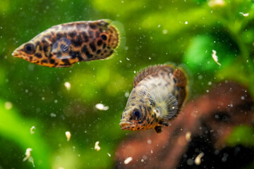 Sticker - Spotted leaf fish, leopard bush fish Artemia eats live food. Ctenopoma acutirostre aggressive behaviour tropical predator fish aquarium freshwater