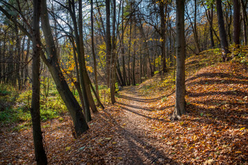 Wall Mural - Picturesque dirt road in the sunny autumn forest.