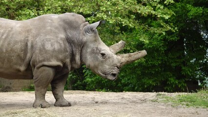 Wall Mural - white rnino take a few steps back