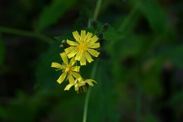 Sticker - Youngia denticulata flowers. Asteraceae biennial plants. Yellow flowers bloom from September to November. When the stem is broken, a bitter milky sap is released. Wild vegetable and medicinal herb.