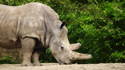 Wall Mural - white rnino stands and breathes into the ground